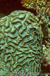 Picture perfect Scleractinia Coral.  Intact representativ... by Malia Beggs 